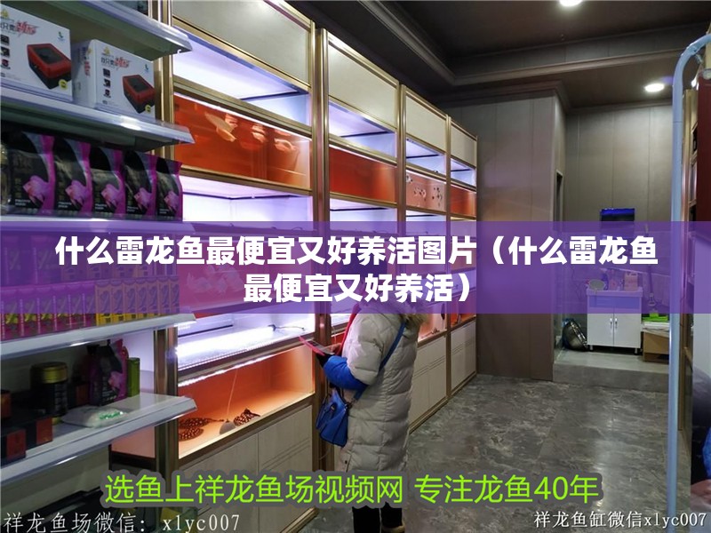 什么雷龍魚最便宜又好養(yǎng)活圖片（什么雷龍魚最便宜又好養(yǎng)活）