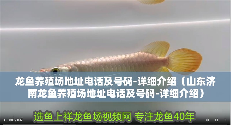 龍魚養(yǎng)殖場地址電話及號碼-詳細介紹（山東濟南龍魚養(yǎng)殖場地址電話及號碼-詳細介紹）