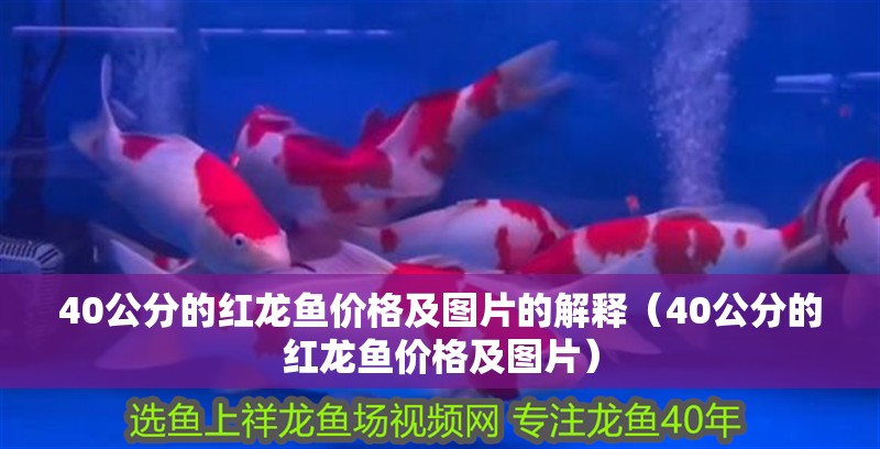 40公分的紅龍魚價格及圖片的解釋（40公分的紅龍魚價格及圖片）