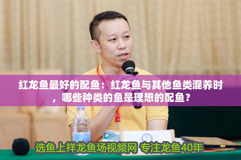 紅龍魚最好的配魚：紅龍魚與其他魚類混養(yǎng)時(shí)，哪些種類的魚是理想的配魚？