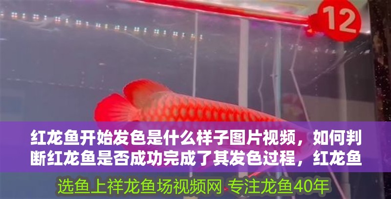 紅龍魚開始發(fā)色是什么樣子圖片視頻，如何判斷紅龍魚是否成功完成了其發(fā)色過程，紅龍魚發(fā)色過程