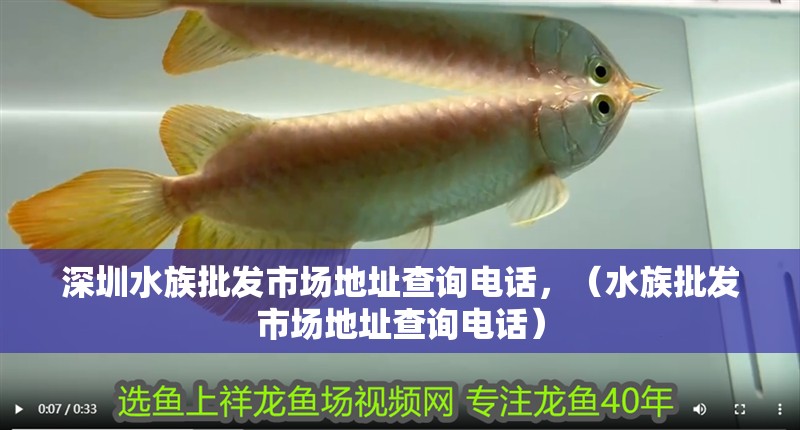 深圳水族批發(fā)市場(chǎng)地址查詢電話，（水族批發(fā)市場(chǎng)地址查詢電話）
