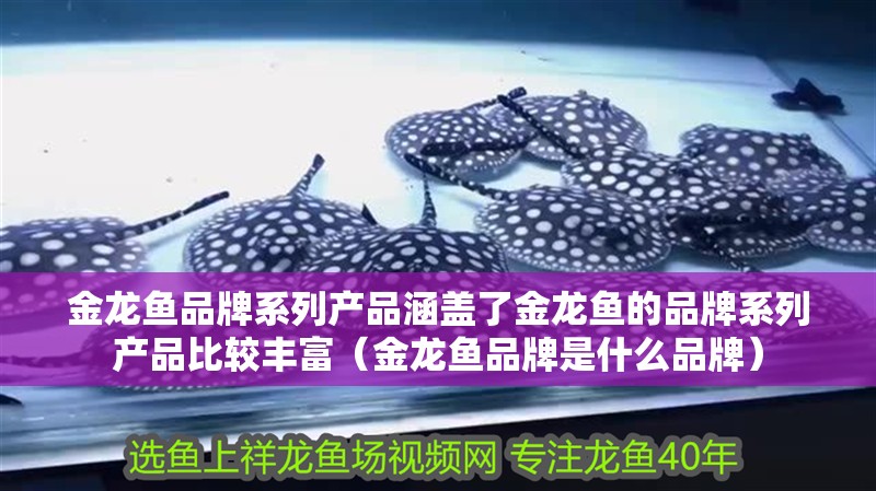金龍魚品牌系列產品涵蓋了金龍魚的品牌系列產品比較豐富（金龍魚品牌是什么品牌）