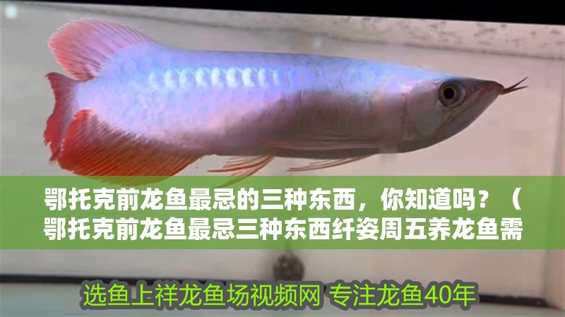 鄂托克前龍魚最忌的三種東西，你知道嗎？（鄂托克前龍魚最忌三種東西纖姿周五養龍魚需避免）