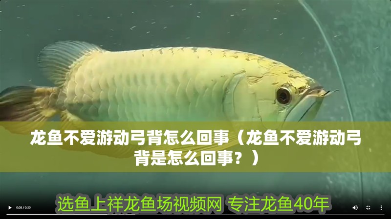 龍魚不愛游動弓背怎么回事（龍魚不愛游動弓背是怎么回事？）