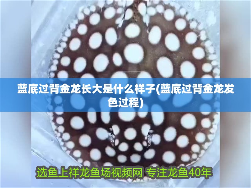 藍(lán)底過背金龍長大是什么樣子(藍(lán)底過背金龍發(fā)色過程)