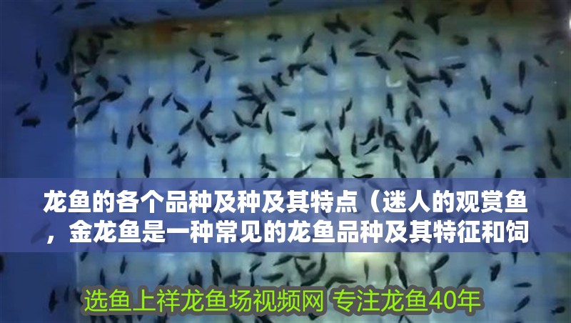 龍魚的各個品種及種及其特點（迷人的觀賞魚，金龍魚是一種常見的龍魚品種及其特征和飼養要求） 龍魚的各個品種及種及其特點（迷人的觀賞魚，金龍魚是一種常見的龍魚品種及其特征和飼養要求） 觀賞魚百科 第2張