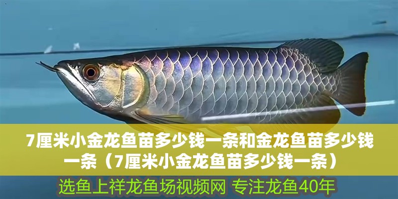 7厘米小金龍魚苗多少錢一條和金龍魚苗多少錢一條（7厘米小金龍魚苗多少錢一條）