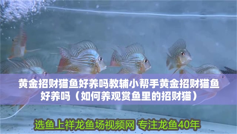 黃金招財貓魚好養(yǎng)嗎教輔小幫手黃金招財貓魚好養(yǎng)嗎（如何養(yǎng)觀賞魚里的招財貓）