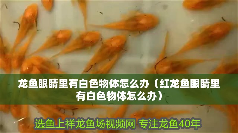 龍魚眼睛里有白色物體怎么辦（紅龍魚眼睛里有白色物體怎么辦）