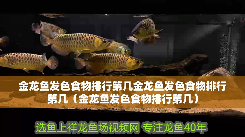 金龍魚發(fā)色食物排行第幾金龍魚發(fā)色食物排行第幾（金龍魚發(fā)色食物排行第幾）