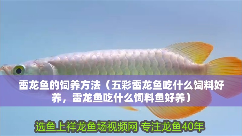 雷龍魚的飼養(yǎng)方法（五彩雷龍魚吃什么飼料好養(yǎng)，雷龍魚吃什么飼料魚好養(yǎng)）