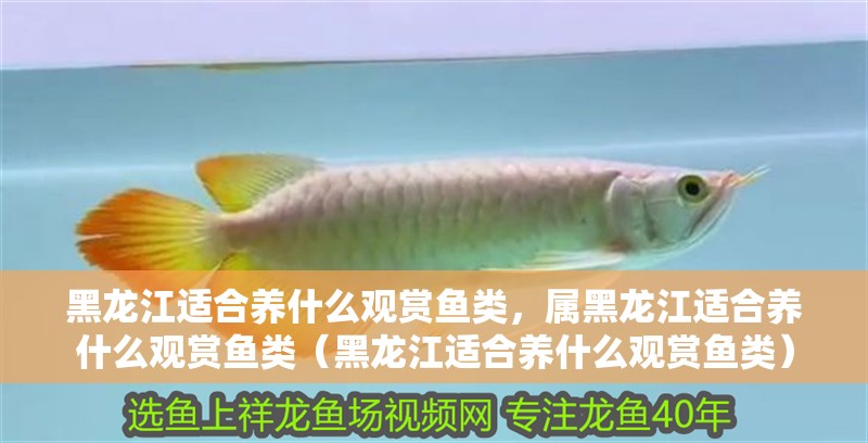 黑龍江適合養(yǎng)什么觀賞魚類，屬黑龍江適合養(yǎng)什么觀賞魚類（黑龍江適合養(yǎng)什么觀賞魚類）