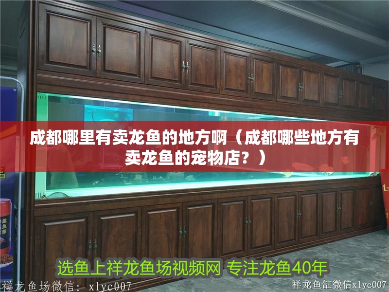 成都哪里有賣(mài)龍魚(yú)的地方啊（成都哪些地方有賣(mài)龍魚(yú)的寵物店？）