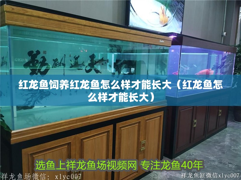 紅龍魚飼養紅龍魚怎么樣才能長大（紅龍魚怎么樣才能長大）