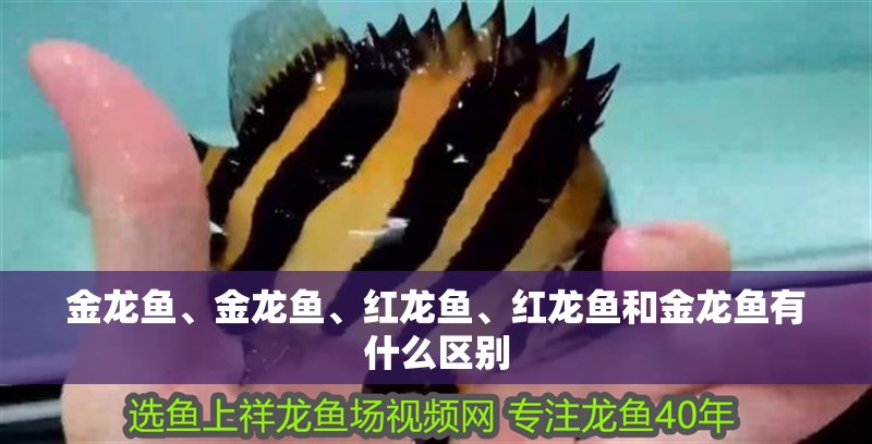 金龍魚、金龍魚、紅龍魚、紅龍魚和金龍魚有什么區別