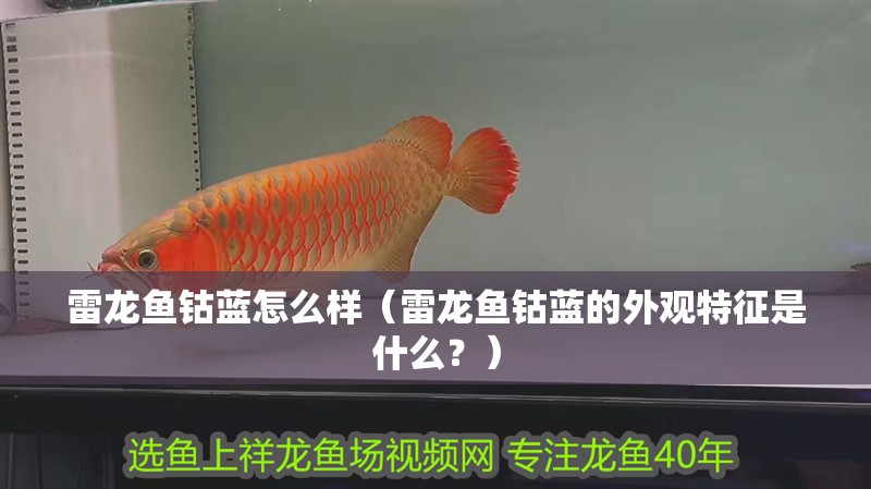雷龍魚鈷藍怎么樣（雷龍魚鈷藍的外觀特征是什么？）