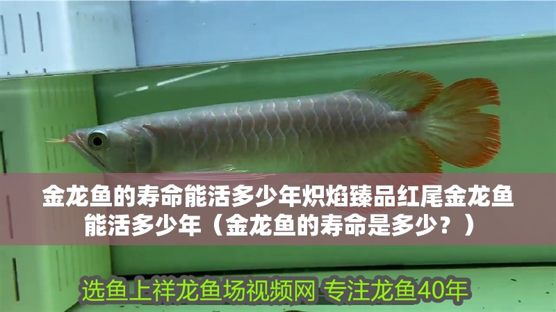 金龍魚的壽命能活多少年熾焰臻品紅尾金龍魚能活多少年（金龍魚的壽命是多少？）