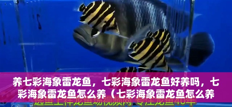養七彩海象雷龍魚，七彩海象雷龍魚好養嗎，七彩海象雷龍魚怎么養（七彩海象雷龍魚怎么養）