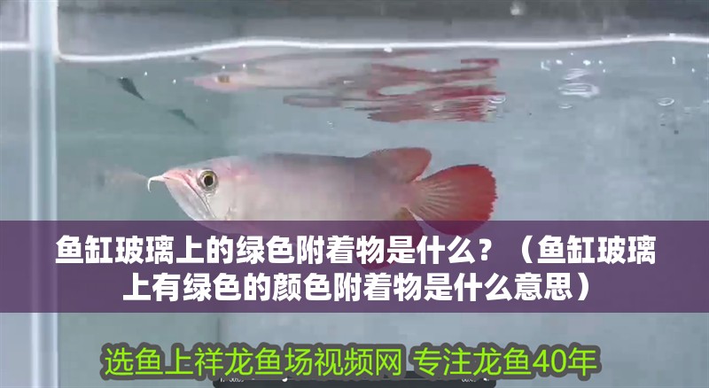 魚缸玻璃上的綠色附著物是什么？（魚缸玻璃上有綠色的顏色附著物是什么意思）