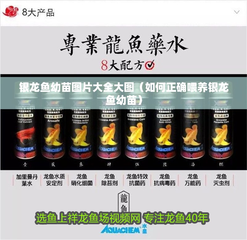 銀龍魚幼苗圖片大全大圖（如何正確喂養銀龍魚幼苗）