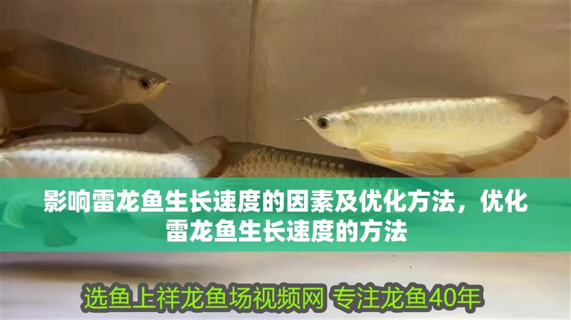 影響雷龍魚生長速度的因素及優化方法，優化雷龍魚生長速度的方法