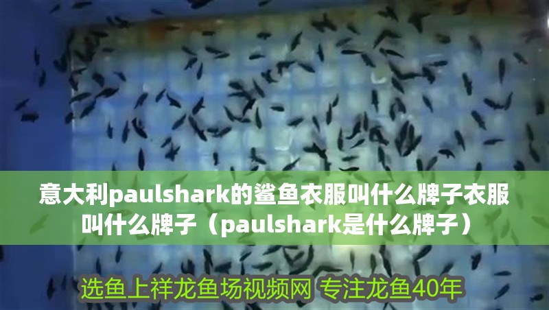 意大利paulshark的鯊魚衣服叫什么牌子衣服叫什么牌子（paulshark是什么牌子）