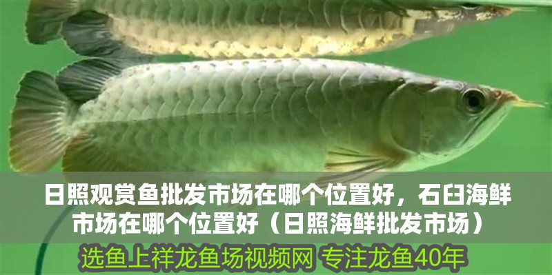 日照觀賞魚批發(fā)市場在哪個位置好，石臼海鮮市場在哪個位置好（日照海鮮批發(fā)市場）