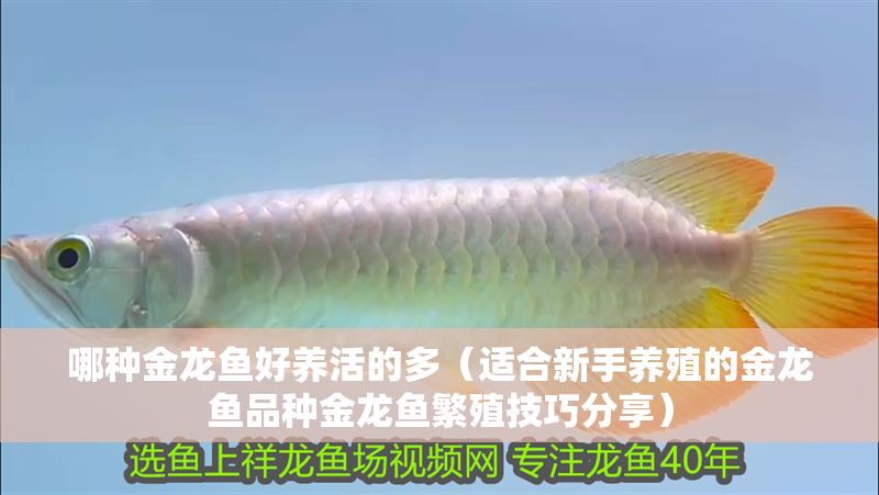 哪種金龍魚好養活的多（適合新手養殖的金龍魚品種金龍魚繁殖技巧分享）