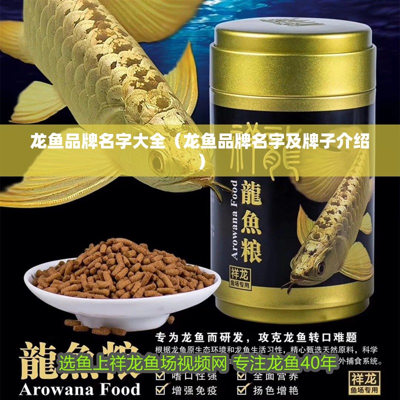 龍魚(yú)品牌名字大全（龍魚(yú)品牌名字及牌子介紹）