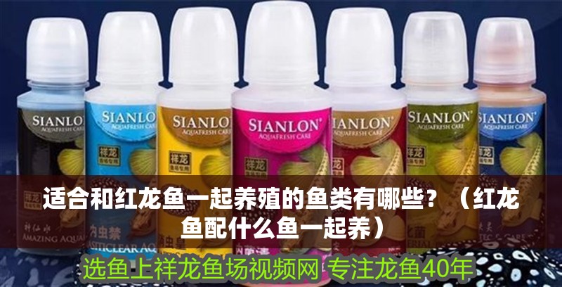 適合和紅龍魚一起養殖的魚類有哪些？（紅龍魚配什么魚一起養）