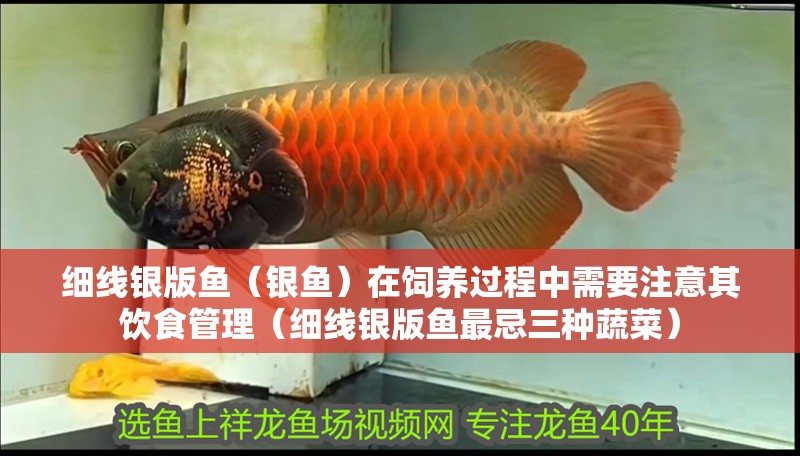 細(xì)線銀版魚（銀魚）在飼養(yǎng)過程中需要注意其飲食管理（細(xì)線銀版魚最忌三種蔬菜）