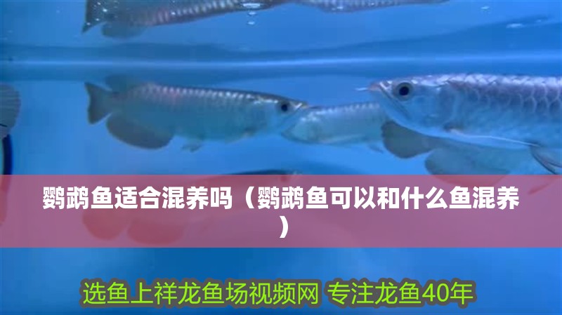 鸚鵡魚適合混養(yǎng)嗎（鸚鵡魚可以和什么魚混養(yǎng)）