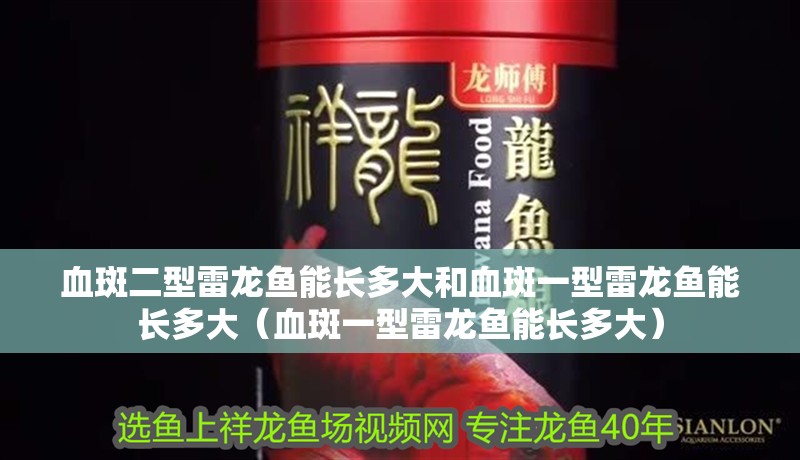 血斑二型雷龍魚能長多大和血斑一型雷龍魚能長多大（血斑一型雷龍魚能長多大）