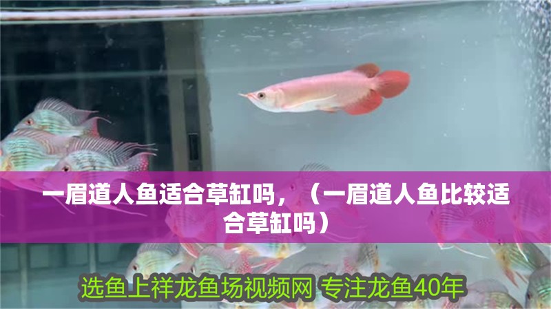 一眉道人魚適合草缸嗎，（一眉道人魚比較適合草缸嗎）