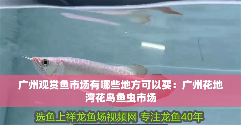 廣州觀賞魚市場有哪些地方可以買：廣州花地灣花鳥魚蟲市場