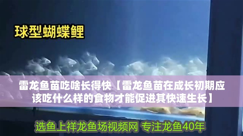 雷龍魚苗吃啥長得快【雷龍魚苗在成長初期應該吃什么樣的食物才能促進其快速生長】