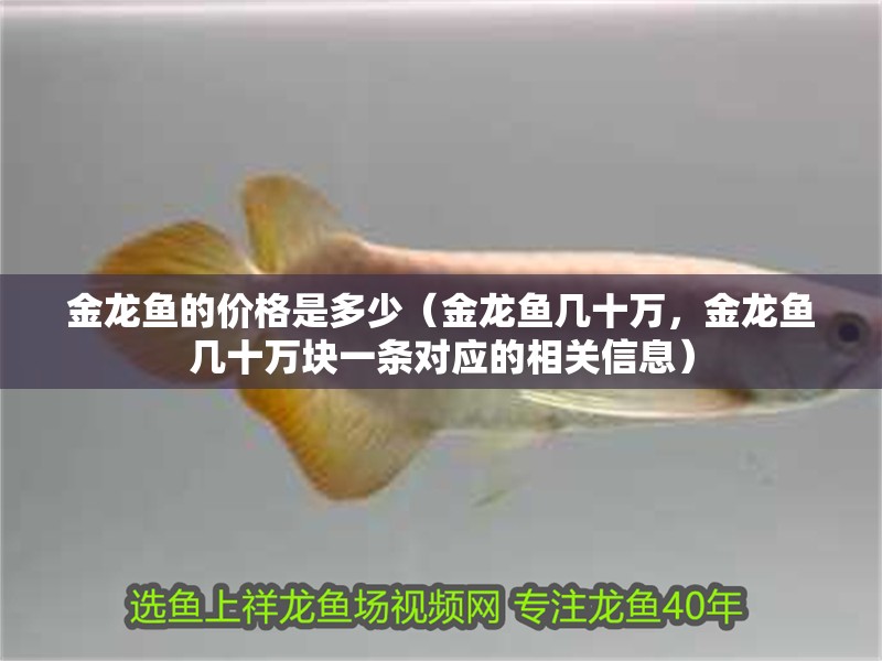 金龍魚的價格是多少（金龍魚幾十萬，金龍魚幾十萬塊一條對應的相關信息）