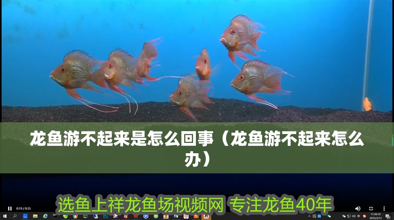 龍魚游不起來是怎么回事（龍魚游不起來怎么辦）