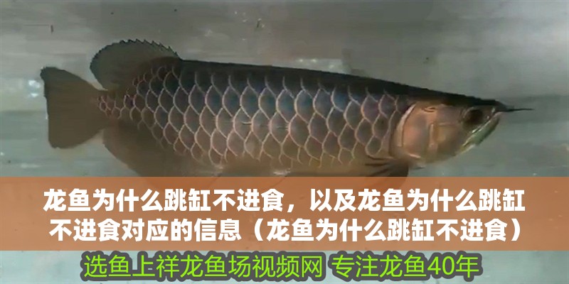 龍魚為什么跳缸不進食,以及龍魚為什么跳缸不進食對應的信息(龍魚為什么跳缸不進食) 觀賞魚百科 第2張 龍魚為什么跳缸不進食,以及龍魚為什么跳缸不進食對應的信息(龍魚為什么跳缸不進食) 龍魚為什么跳缸不進食,以及龍魚為什么跳缸不進食對應的信息(龍魚為什么跳缸不進食) 觀賞魚百科 第2張
