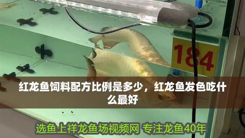 紅龍魚飼料配方比例是多少，紅龍魚發色吃什么最好