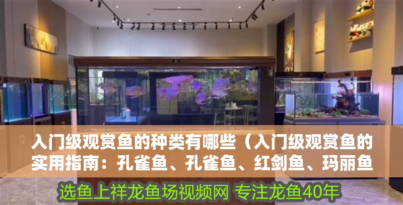 入門級觀賞魚的種類有哪些（入門級觀賞魚的實用指南：孔雀魚、孔雀魚、紅劍魚、瑪麗魚）