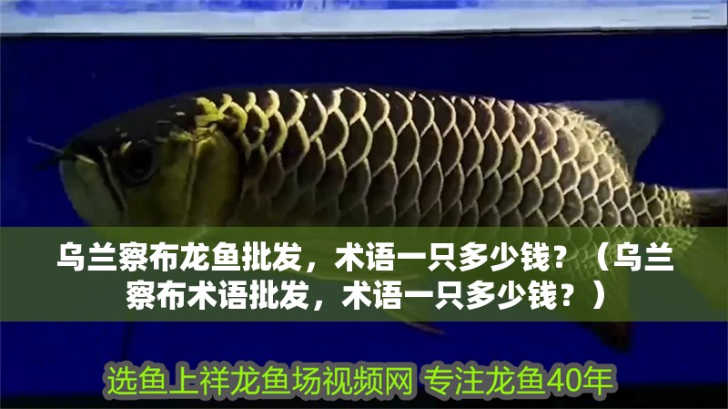 烏蘭察布龍魚批發，術語一只多少錢？（烏蘭察布術語批發，術語一只多少錢？）