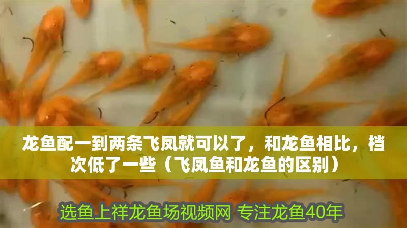龍魚配一到兩條飛鳳就可以了，和龍魚相比，檔次低了一些（飛鳳魚和龍魚的區(qū)別）