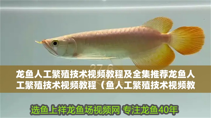 龍魚人工繁殖技術視頻教程及全集推薦龍魚人工繁殖技術視頻教程（魚人工繁殖技術視頻教程及全集推薦龍魚人工繁殖技術視頻教程）