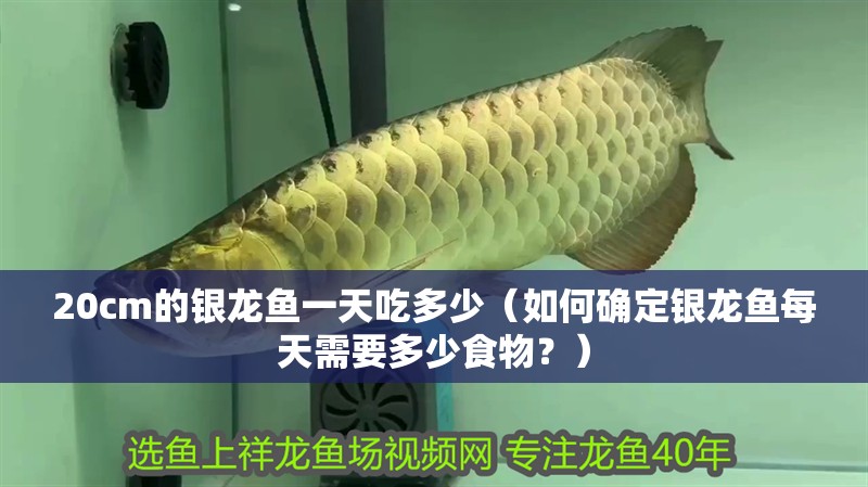 20cm的銀龍魚一天吃多少（如何確定銀龍魚每天需要多少食物？）