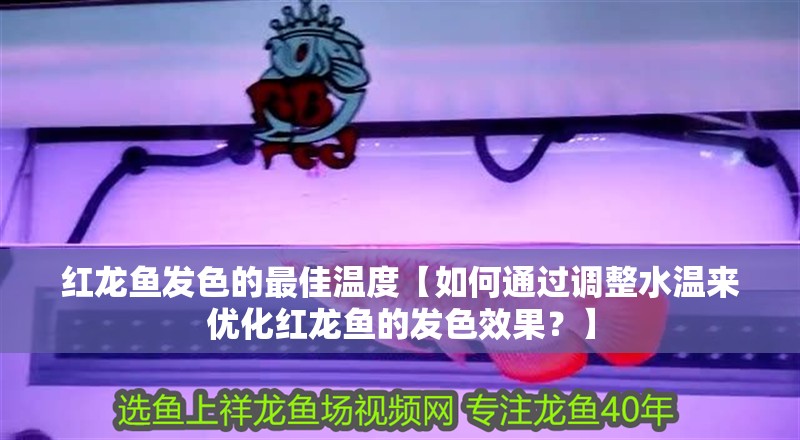 紅龍魚發色的最佳溫度【如何通過調整水溫來優化紅龍魚的發色效果？】