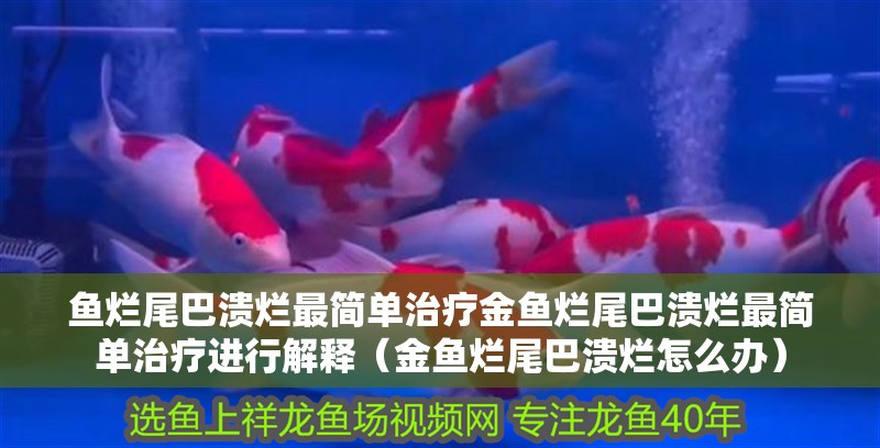 魚爛尾巴潰爛最簡單治療金魚爛尾巴潰爛最簡單治療進行解釋（金魚爛尾巴潰爛怎么辦）