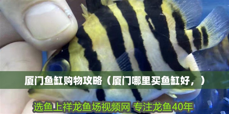 廈門魚缸購物攻略（廈門哪里買魚缸好，）