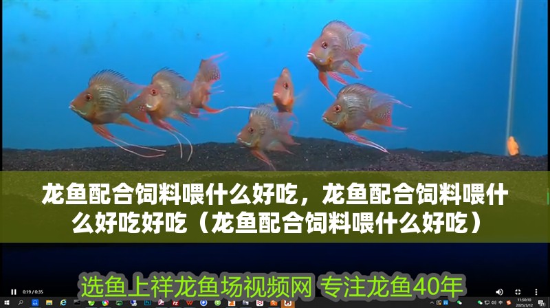 龍魚配合飼料喂什么好吃，龍魚配合飼料喂什么好吃好吃（龍魚配合飼料喂什么好吃）